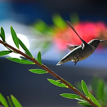 Artwork thumbnail, Hummingbird In Flight by LisaWootenPhoto