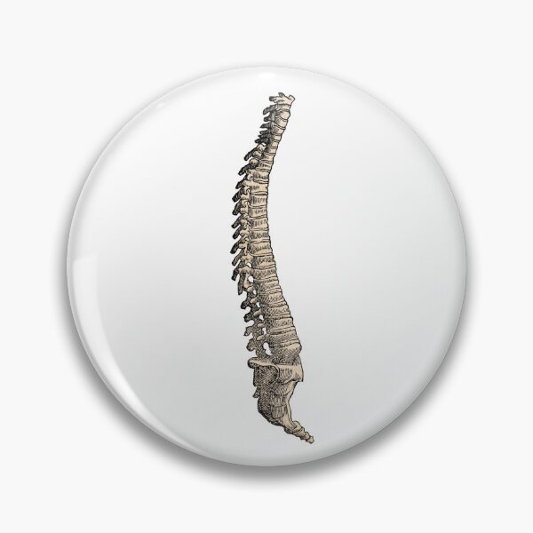 Item preview, Vintage Full Spine Anatomy Illustration designed and sold by HawthorneFlame.