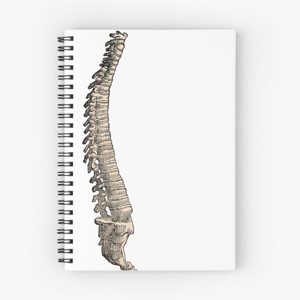 Item preview, Vintage Full Spine Anatomy Illustration designed and sold by HawthorneFlame.