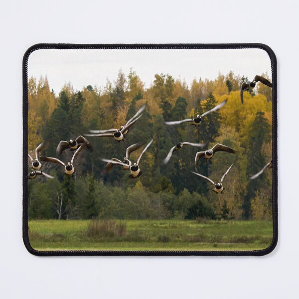 Item preview, They are coming. Barnacle goose designed and sold by Jouko Lehto Photography.