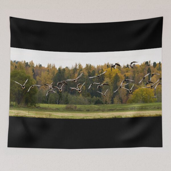 Item preview, They are coming. Barnacle goose designed and sold by Jouko Lehto Photography.