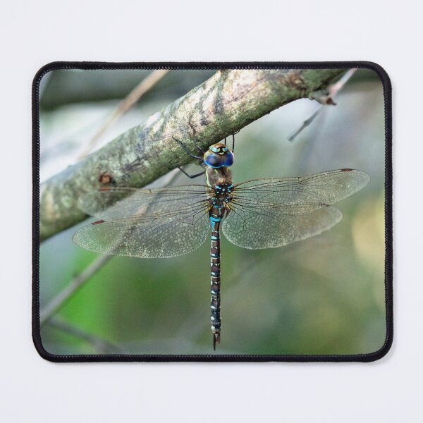 Item preview, Dragonfly designed and sold by Kenziewenze.