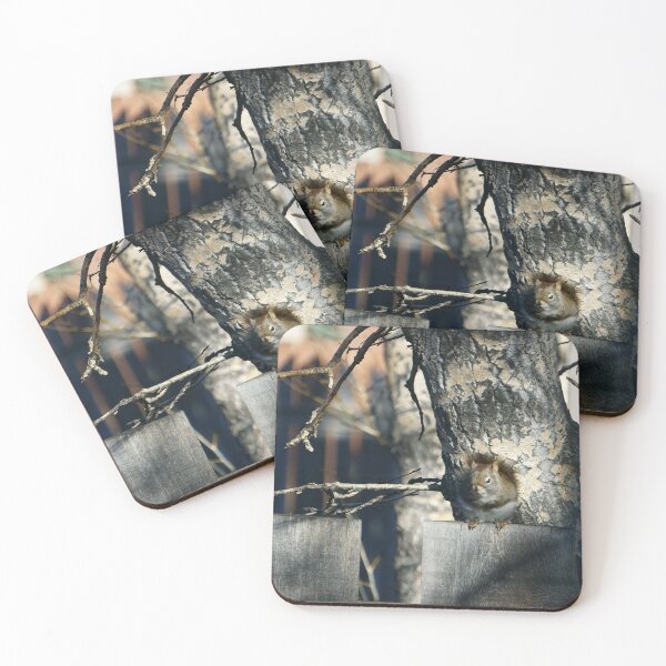 Item preview, Perky Squirrel designed and sold by Vivar Photo.
