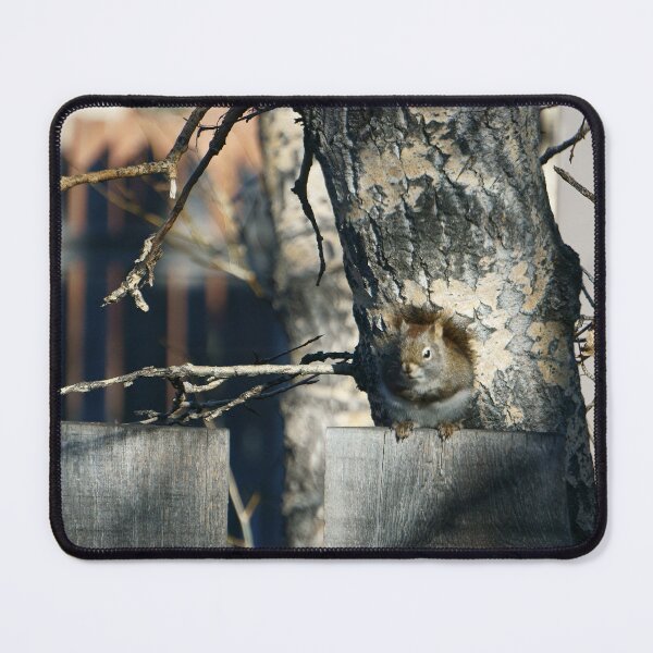 Item preview, Perky Squirrel designed and sold by Vivar Photo.