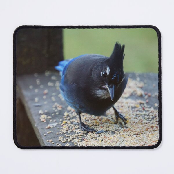 Item preview, Seedy Steller's Jay designed and sold by Vivar Photo.