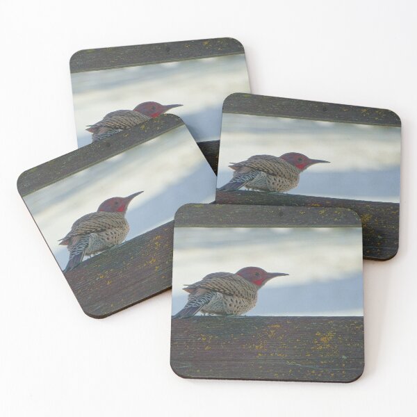 Item preview, Northern Flicker, Perched designed and sold by Vivar Photo.