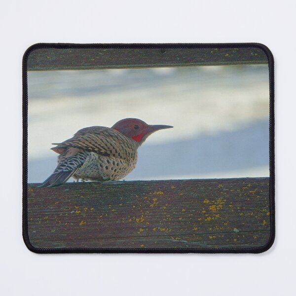 Item preview, Northern Flicker, Perched designed and sold by Vivar Photo.