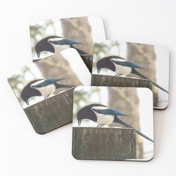 Item preview, Magpie in Formal Attire designed and sold by Vivar Photo.