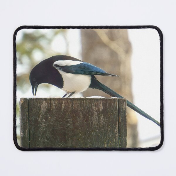 Item preview, Magpie in Formal Attire designed and sold by Vivar Photo.