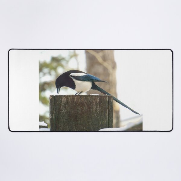 Item preview, Magpie in Formal Attire designed and sold by Vivar Photo.