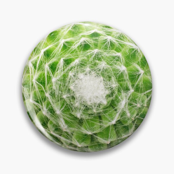 Item preview, Cobweb houseleek designed and sold by troianifabrizio.