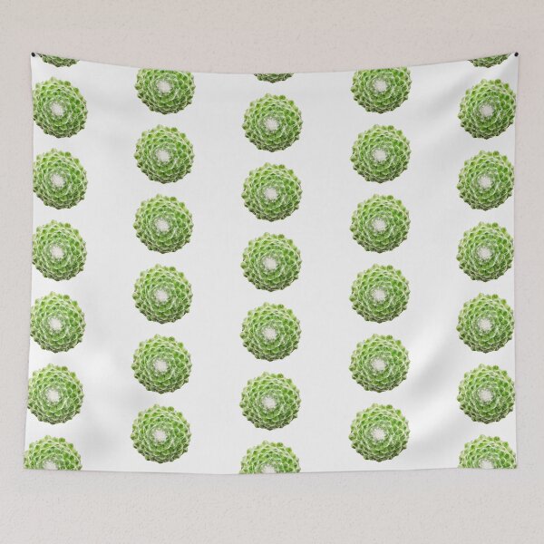 Item preview, Cobweb houseleek designed and sold by troianifabrizio.