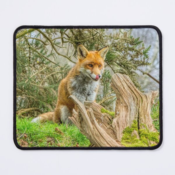 Item preview, Lip Smacking Red Fox designed and sold by HelkoryoArt.