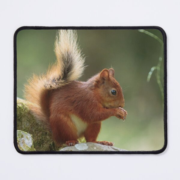 Item preview, Cute Red Squirrel 4 designed and sold by HelkoryoArt.