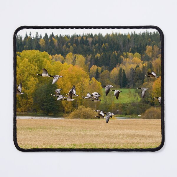 Item preview, Fall colors. Barnacle goose designed and sold by Jouko Lehto Photography.