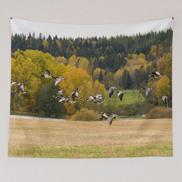 Item preview, Fall colors. Barnacle goose designed and sold by Jouko Lehto Photography.