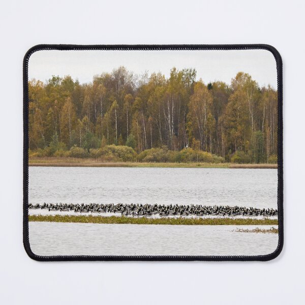 Item preview, Swimming time. Barnacle goose designed and sold by Jouko Lehto Photography.