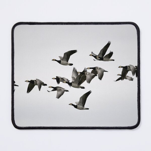 Item preview, Fly fly fly. Barnacle goose designed and sold by Jouko Lehto Photography.