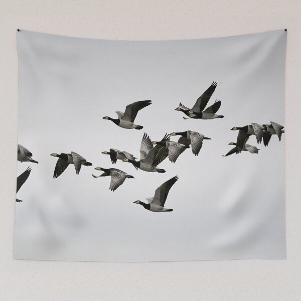 Item preview, Fly fly fly. Barnacle goose designed and sold by Jouko Lehto Photography.