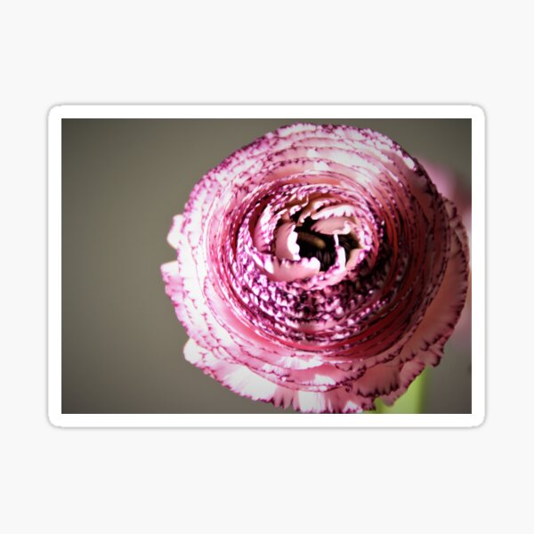 Peony love, Ruflle galore Sticker