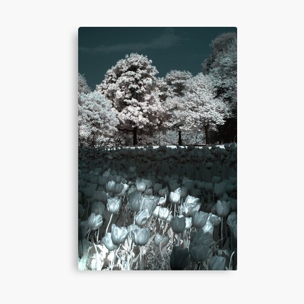 Trees and Tulips Canvas Print
