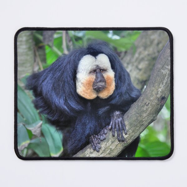 Item preview, The Male White Faced Saki Monkey designed and sold by Savannah Gibbs.