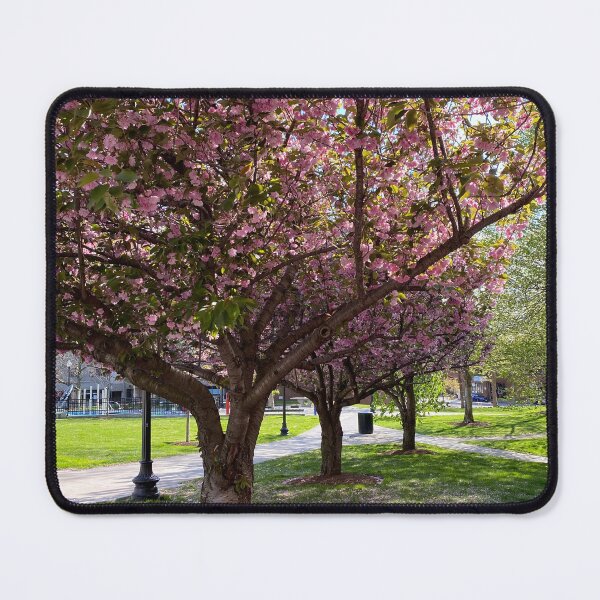 Item preview, Cherry Blossoms in Boston’s South End designed and sold by BadWolfStudios.