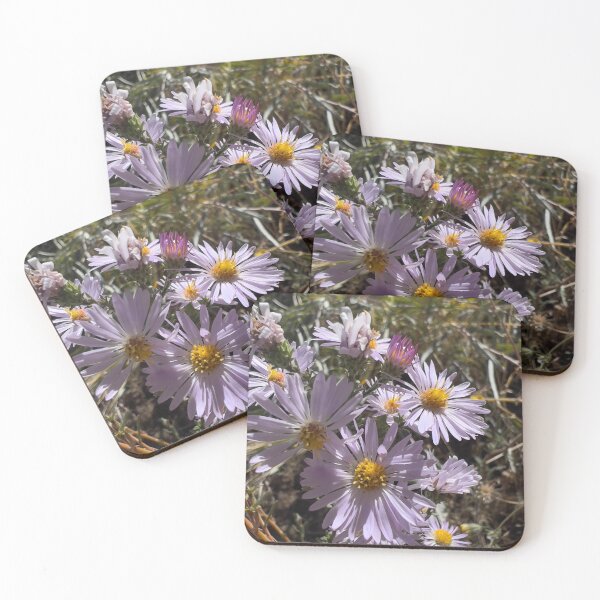 Item preview, Pacific Aster designed and sold by Betsy Phillips.