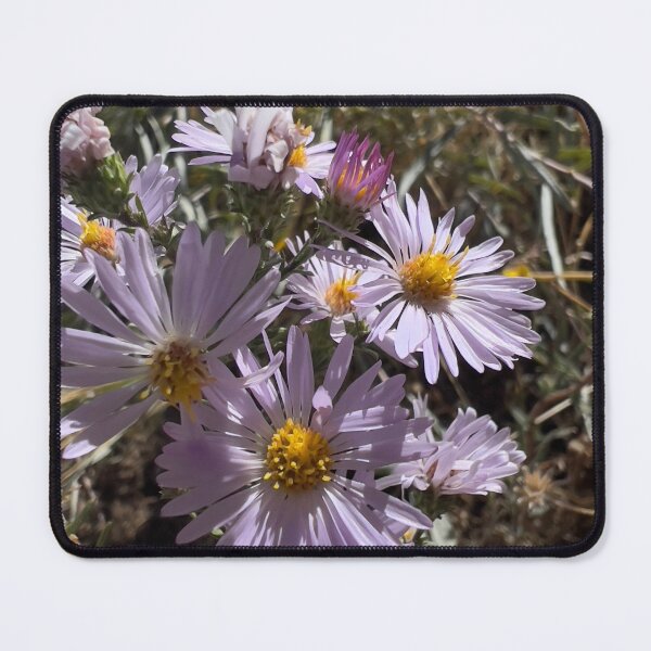 Item preview, Pacific Aster designed and sold by Betsy Phillips.