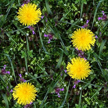 Artwork thumbnail, Dandelions, flowers forever by Marcu Ioachim