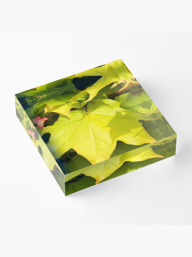 Alternate view of Green Japanese Acer Leaves in Spring (Portrait) Acrylic Block
