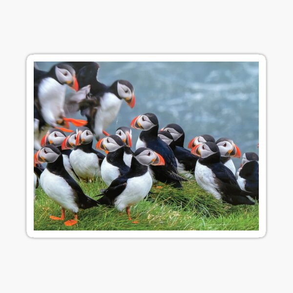 Item preview, Puffins designed and sold by Becky Schnekser.