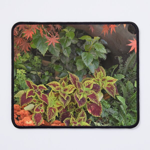 Item preview, Bellagio Plants designed and sold by MangoSeeds.