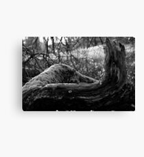 Curving Tree Trunk, Waterlow Park, London Canvas Print