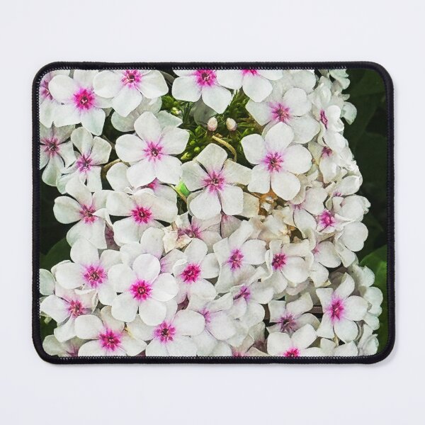 Item preview, Cherry Cream Phlox designed and sold by Ruth Jolly.