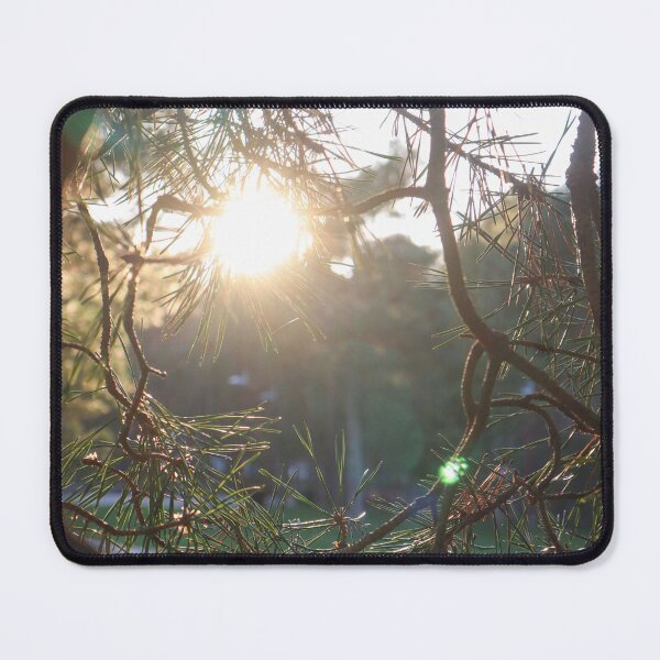 Item preview, Golden Hour Sun Through Needled Branches designed and sold by cnvlphotography.