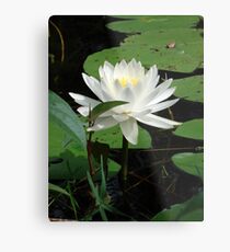 Nymphaea odorata Metal Print