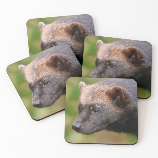Item preview, Close Encounter with Wolverine designed and sold by rawshutterbug.