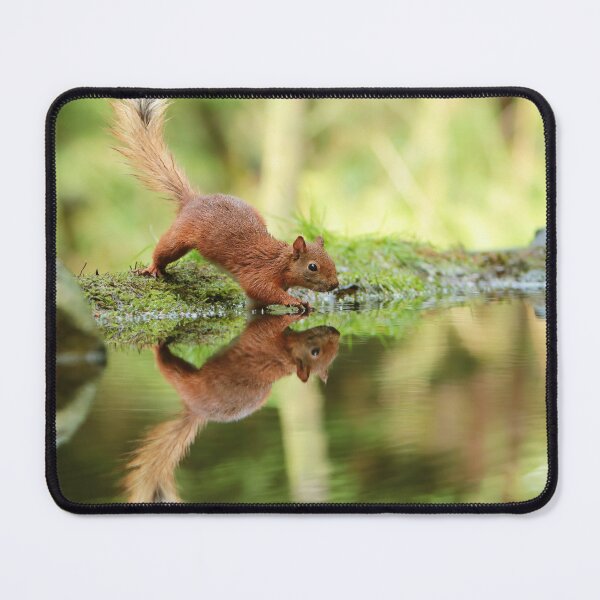 Item preview, Cute Red Squirrel 5  designed and sold by HelkoryoArt.