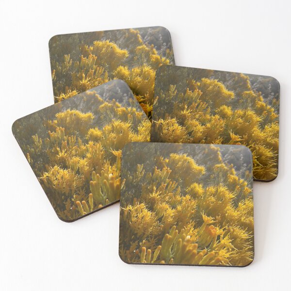 Item preview, Yellow Rabbitbrush designed and sold by Betsy Phillips.