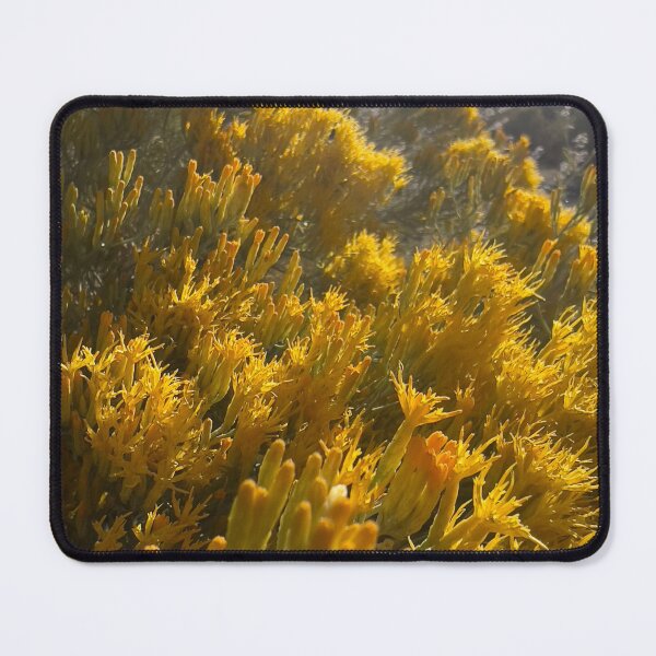 Item preview, Yellow Rabbitbrush designed and sold by Betsy Phillips.