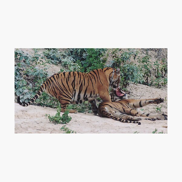 Artikelvorschau, Temple Tigers--Thailand--2 entworfen und verkauft von Dusker.