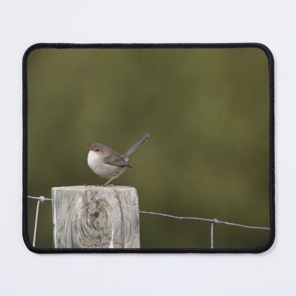 Item preview, Sweet little female Superb Fairy-wren on a post designed and sold by imaginethis.