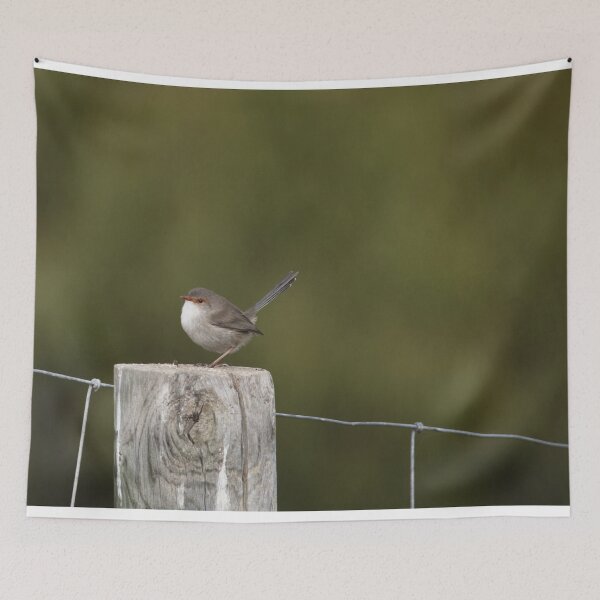 Item preview, Sweet little female Superb Fairy-wren on a post designed and sold by imaginethis.