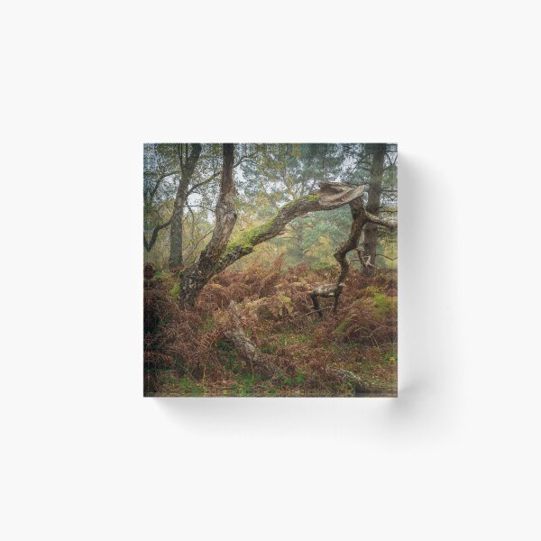 Item preview, British autumn fall woodland tree and leaf colours designed and sold by RobThorley.