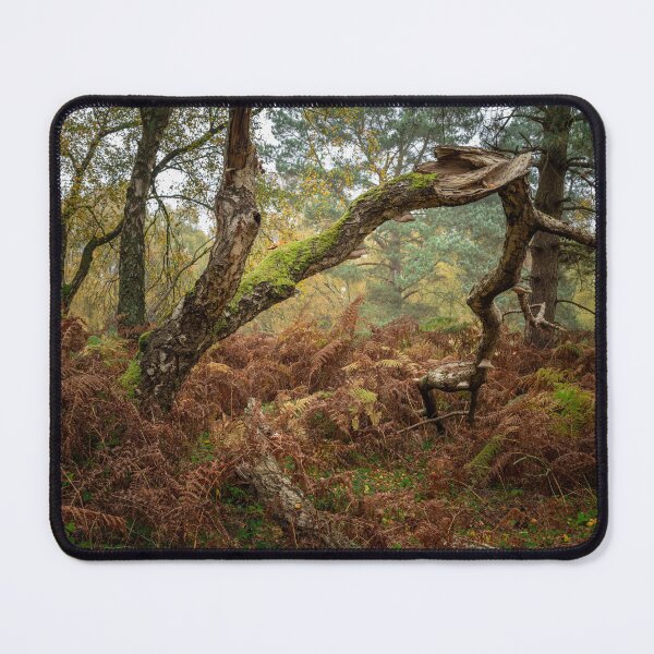 Item preview, British autumn fall woodland tree and leaf colours designed and sold by RobThorley.