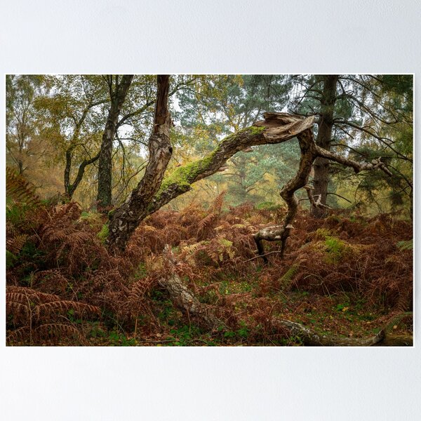 Item preview, British autumn fall woodland tree and leaf colours designed and sold by RobThorley.