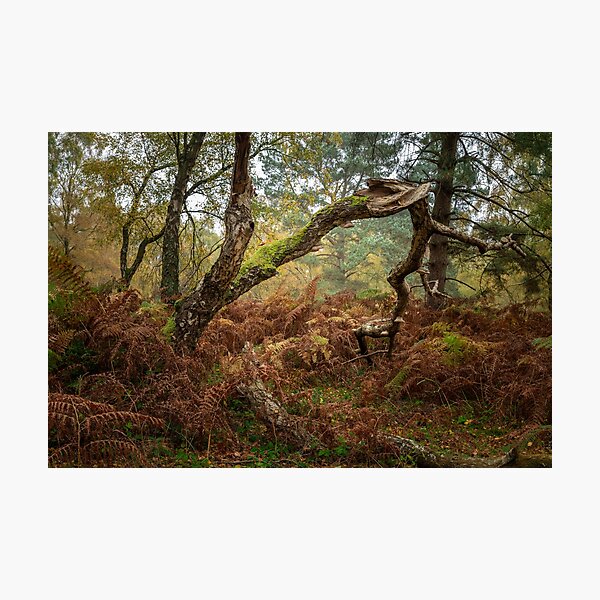 Item preview, British autumn fall woodland tree and leaf colours designed and sold by RobThorley.