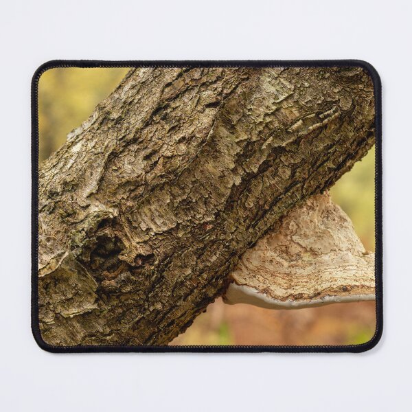 Item preview, Close-up of fungi growing on a silver birch. designed and sold by RobThorley.