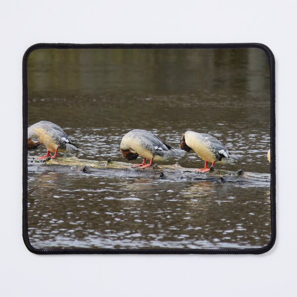 Item preview, Was the water too cold or what. Goosander designed and sold by Jouko Lehto Photography.